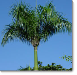 Royal Palm Tree - Most Popular Palm
